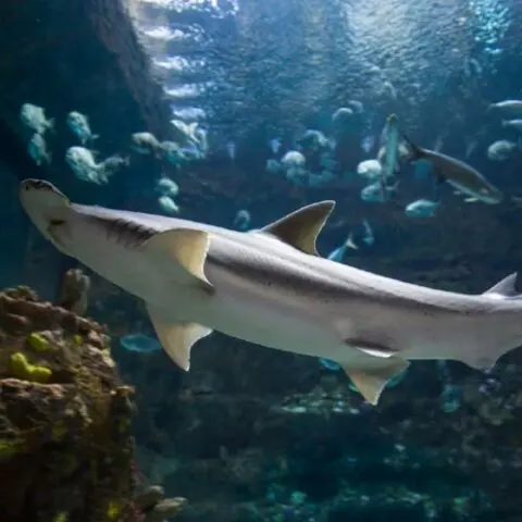 Fort Fisher Aquarium